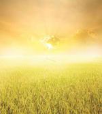 Farm Countryside Field