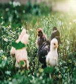 Little Chickens in Daisies