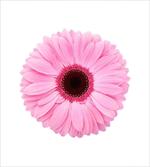 Gerber Daisy