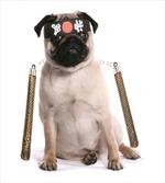 Martial Art Ninja Puppy
