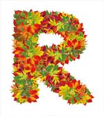Floral R Maple Leaves