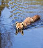 Fox Swimming in River