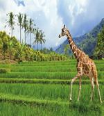 Tropical Wild Animals
