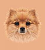 Vintage Pomerian Dog artwork