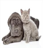 Lazy Neapolitan Mastiff