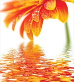 Sun Flower Reflection