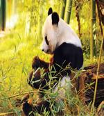 Panda Sitting in Forest