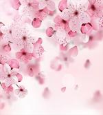 Eastern Sakura Flowers