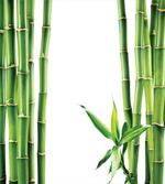 Branches of Bamboo Plant
