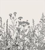 Wildflower Botanical Country