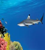Tropic Underwater World