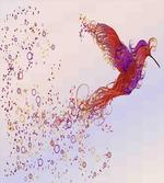 Curly Feather Hummingbird