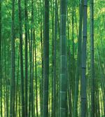 Green Wild Exotic Bamboo