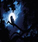 Quite Woodland Full Moon artwork