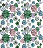 Succulent Plants Garden