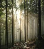 Wild Forest Woodland