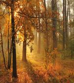 Misty Autumnal Forest