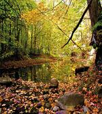 Pine River in Autumn artwork