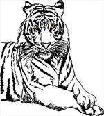 Sketch of Tiger African artwork