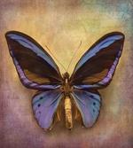 Monarch Butterfly