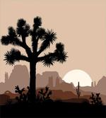 Joshua Tree Morning Scene