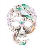 Human Skull