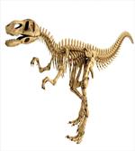Fossil Dino Skeleton