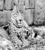 Wild Tiger Jaguar artwork