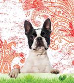 Pet Animal on Swirls