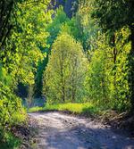 Path in Forest by Lake