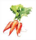 Watercolor Carrot