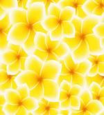 Plumeria Flower Blossoms
