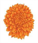 Dahlia Flower Floral artwork