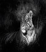 Bengal Tiger