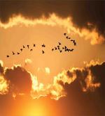 Flyingt Sunset Freedom