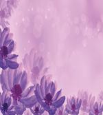 Dreamy Blossoms
