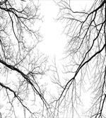 Leafless Scary Branches