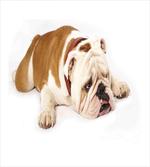 Sad Animal