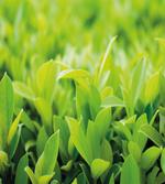 Lush Green Leaves