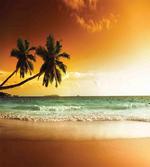 Palm Tree Exotic Beach