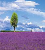 Lavender Field Tree