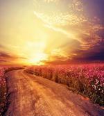 Cosmos Flower Field