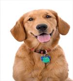 Collar Tags