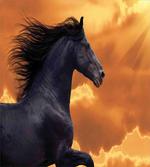Galloping Friesian Horse
