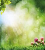 Fresh Spring Blossoms