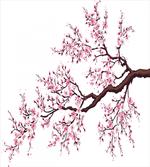 Sakura Branch Blossoms