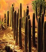 Sunset in Wild Desert
