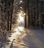 Christmas Snow Forest