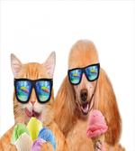 Cat Dog with Ice Cream