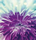 Blooming Floral Motifs